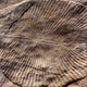 ¿Planta? ¿Hongo? ¿otra cosa completamente diferente? Esta nueva investigación sugiere que Dickinsonia (el fósil de la foto) fue un animal primitivo.